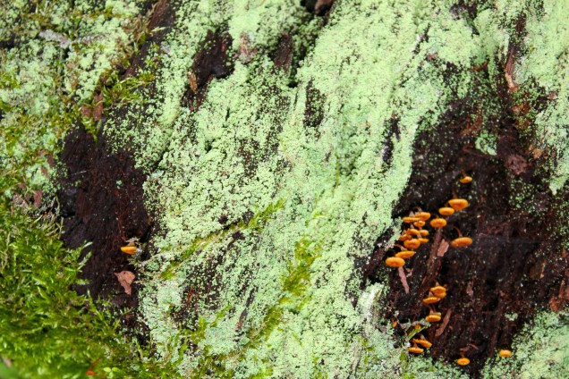 mushroom orange lichen