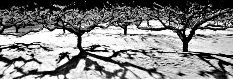 long line trees .jpg